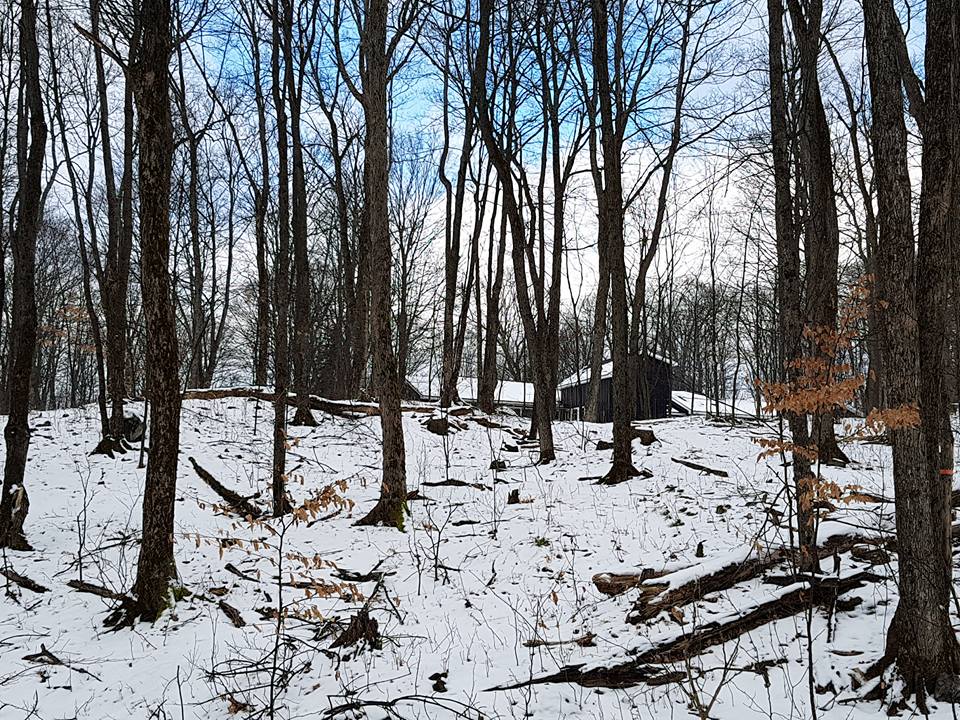 Whispering Pines